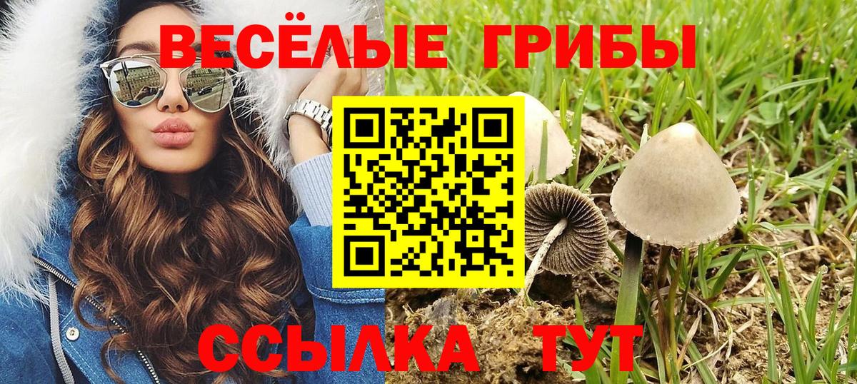 Псилоцибиновые грибы MAGIC MUSHROOMS  Псилоцибиновые грибы Psilocybe  Сланцы  Вход с VPN 